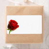 Rote Rose (Insitu)