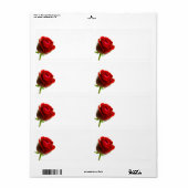 Rote Rose (Vorne)