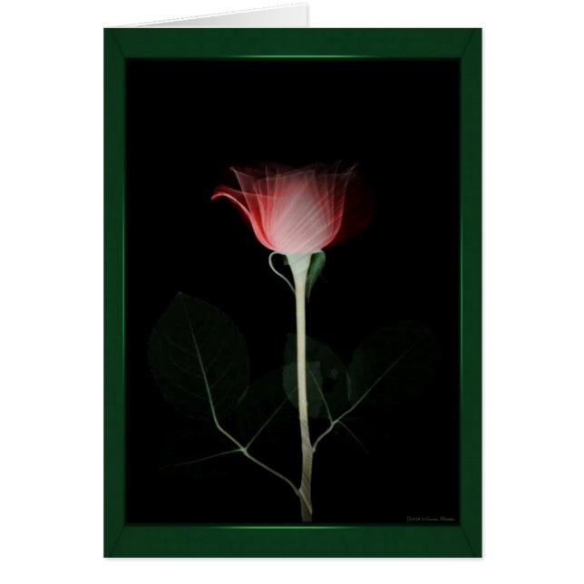 Rote Rose (Vorne)