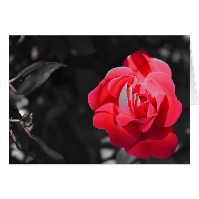 Rote Rose (Vorderseite (Horizontal))