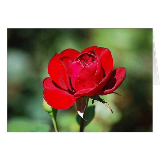 Rote Rose (Vorderseite (Horizontal))