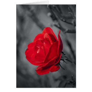 Rote Rose