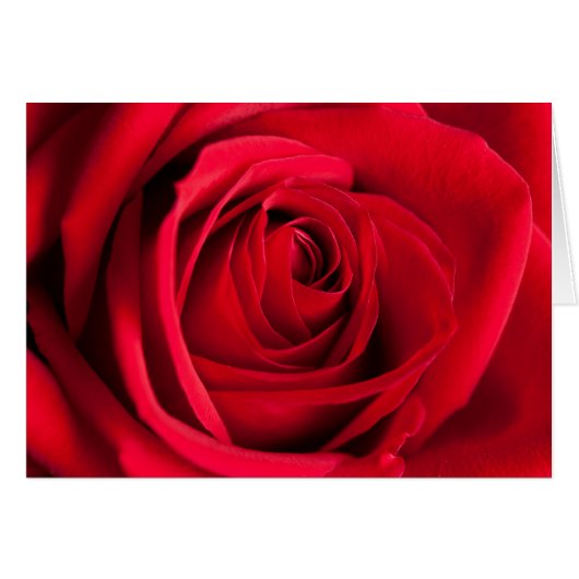 Rote Rose (Vorderseite (Horizontal))