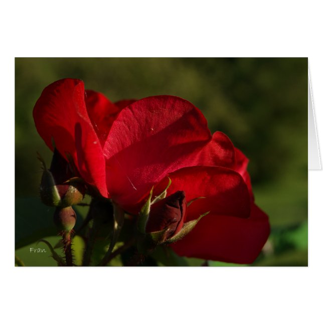 rote Rose (Vorderseite (Horizontal))