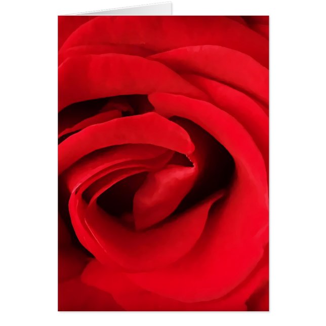 Rote Rose (Vorne)