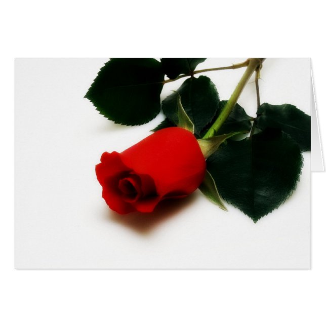 Rote Rose (Vorderseite (Horizontal))