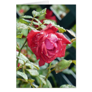 Rote Rose