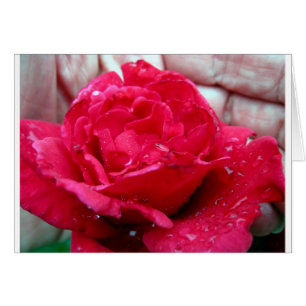 Rote Rose