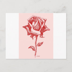 rote Rose 16.jpg Postkarte