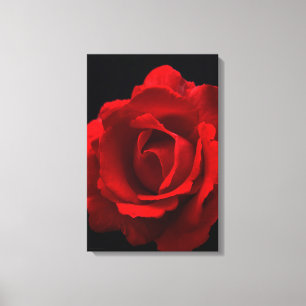Rote Rose 16x24 (40x60cm) Waccna Leinwanddruck
