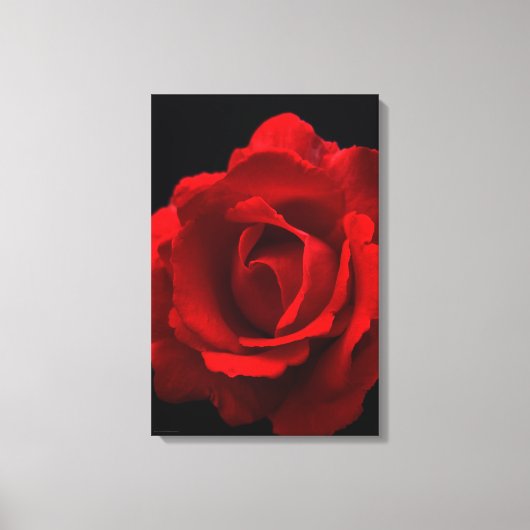 Rote Rose 16x24 (40x60cm) Waccna Leinwanddruck (Vorderseite)