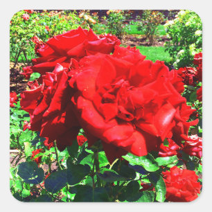Rote Rose #1 Stickers