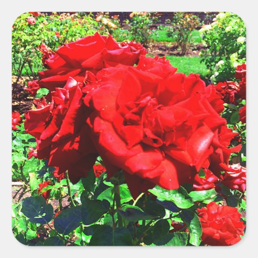 Rote Rose #1 Stickers (Vorderseite)