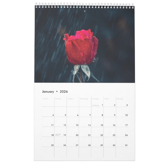rote Rose 2025 Kalender (Jan 2026)