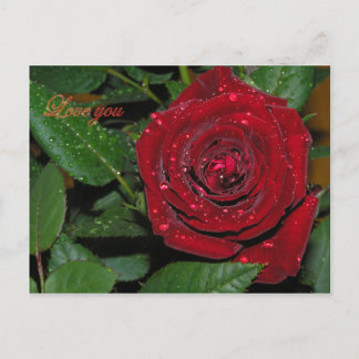 Rote Rose #2 Postkarte