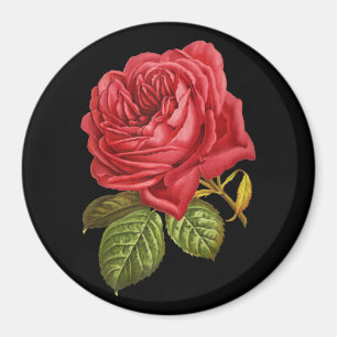 Rote Rose 3" runder Magnet