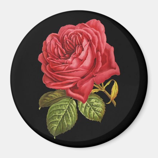 Rote Rose 3" Rundmagnet Magnet (Vorne)