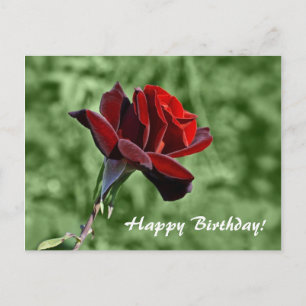 Rote Rose Alles Gute zum Geburtstag Floral Postkarte