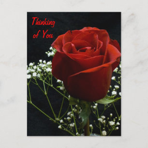 rote Rose Artikel Postkarte