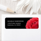 Rote Rose auf Schwarz (Insitu)