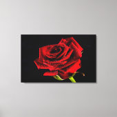 Rote Rose auf Schwarz mit Wassertropfen Foto Leinw Leinwanddruck (Vorderseite)