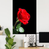 Rote Rose auf schwarz Poster (Heimbüro)