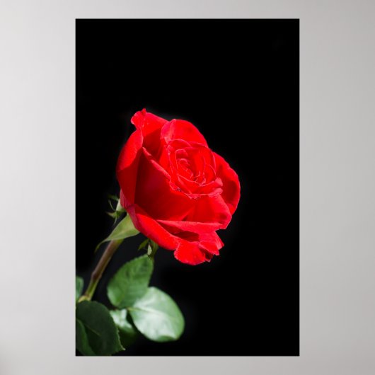 Rote Rose auf schwarz Poster (Vorne)