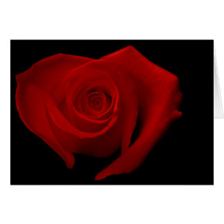 Rote Rose auf Schwarzem