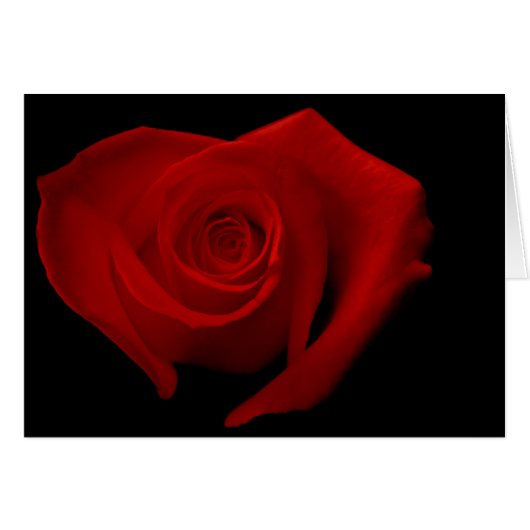 Rote Rose auf Schwarzem (Vorderseite (Horizontal))