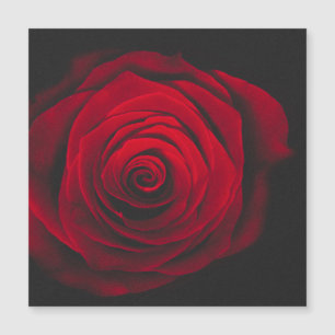 Rote Rose auf schwarzem Hintergrund Vintage-Effekt Magnetkarte
