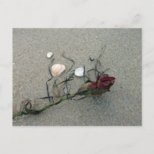 rote Rose auf See verloren Postkarte (Vorderseite)