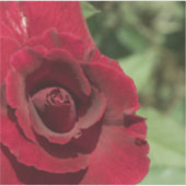 Rote Rose Aufkleber (Vorderseite)