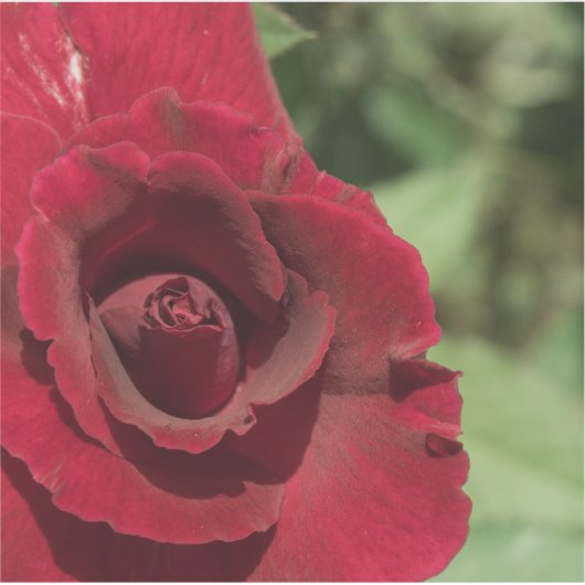 Rote Rose Aufkleber (Vorderseite)