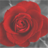 Rote Rose Aufkleber (Vorderseite)