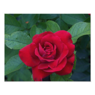 Rote Rose aus der Nähe Fotodruck