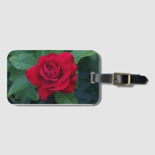 Rote Rose aus der Nähe Gepäckanhänger