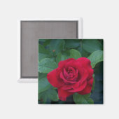 Rote Rose aus der Nähe Magnet (Vorderseite/Rückseite)