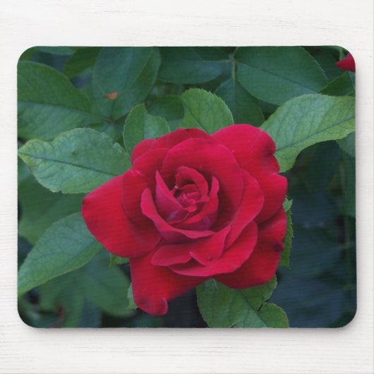 Rote Rose aus der Nähe Mousepad (Vorne)