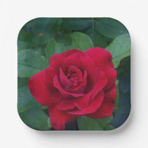 Rote Rose aus der Nähe Pappteller