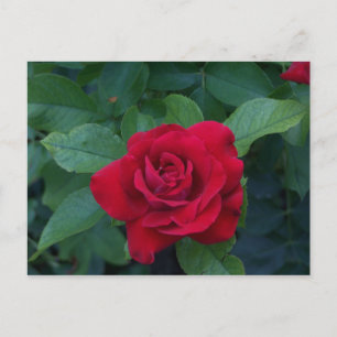 Rote Rose aus der Nähe Postkarte