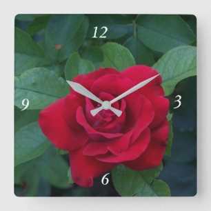 Rote Rose aus der Nähe Quadratische Wanduhr