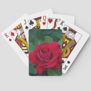 Rote Rose aus der Nähe Spielkarten
