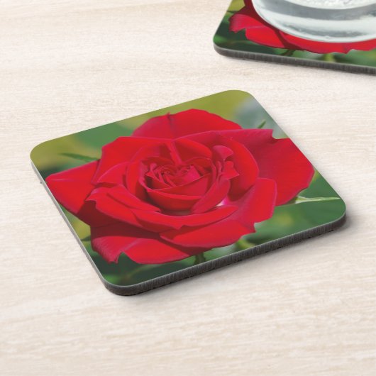 Rote Rose Beauty Getränkeuntersetzer (Linke Seite)