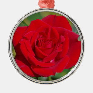 Rote Rose Beauty Silbernes Ornament