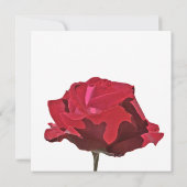 Rote Rose Beerdigungskarte Einladung (Rückseite)