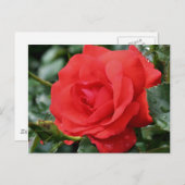 rote Rose bei Blumenfotografie Postkarte (Vorne/Hinten)
