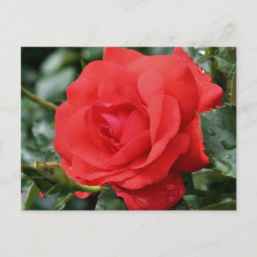 rote Rose bei Blumenfotografie Postkarte (Vorderseite)