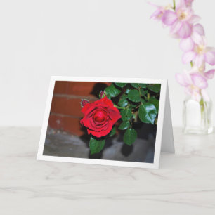 Rote Rose bei Nacht Portrait Karte