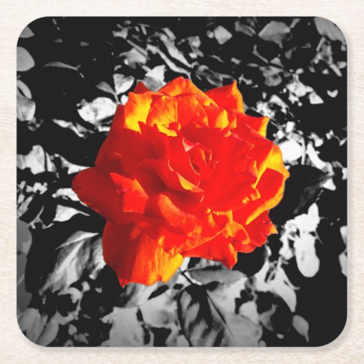 Rote Rose benutzerdefinierte Untersetzer (Vorderseite)