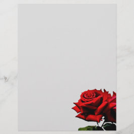 Rote Rose Blossom Blume Geburtstag Feiertage Veran